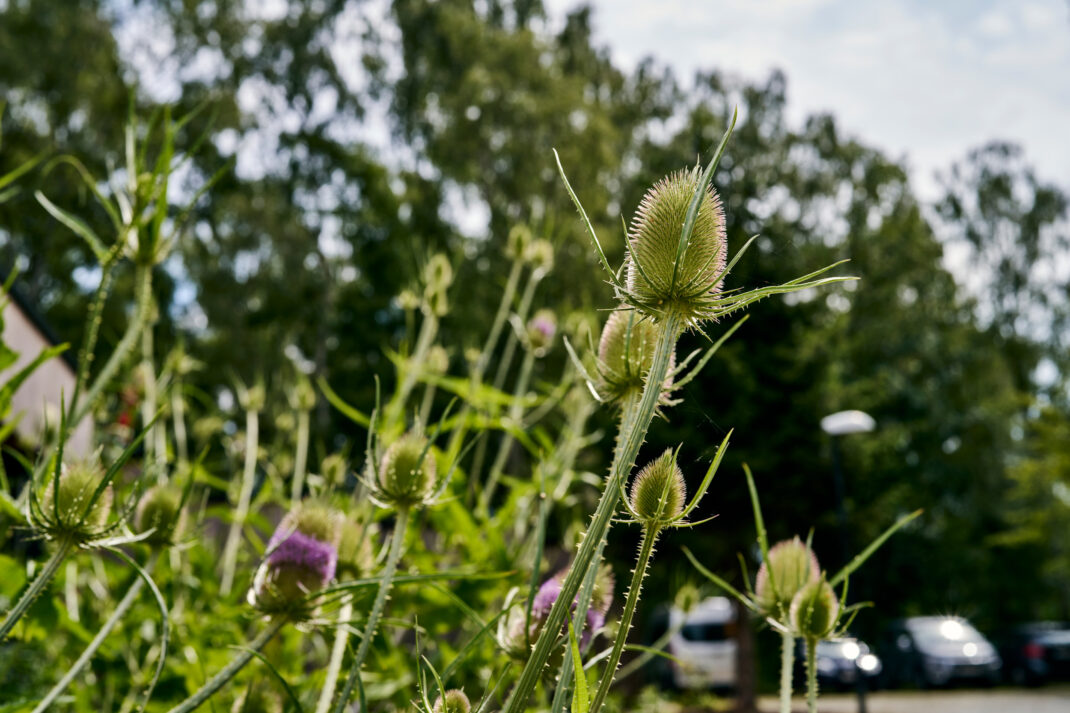 blancefloerlaan buiten exterieur tuin detail